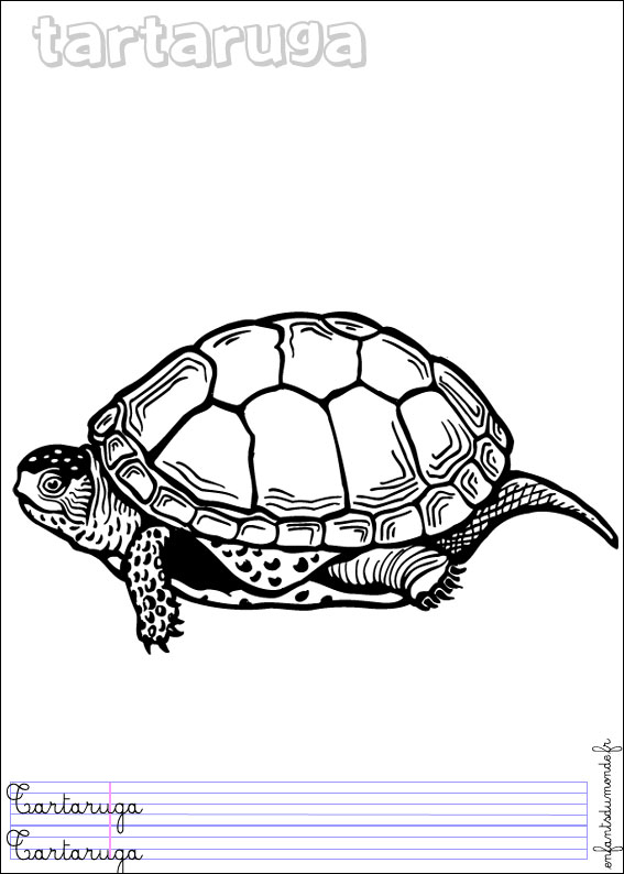 coloriage tortue 3